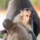 Baby Monkeys  screen for extension Chrome web store in OffiDocs Chromium