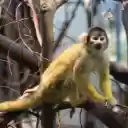 Baby Monkey Theme  screen for extension Chrome web store in OffiDocs Chromium