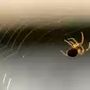 Baby spiders spin silk  screen for extension Chrome web store in OffiDocs Chromium