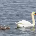 Baby Swans  screen for extension Chrome web store in OffiDocs Chromium