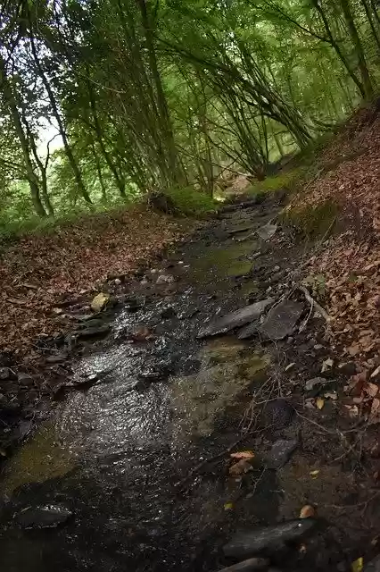 Free download Bach Forest Nature -  free photo or picture to be edited with GIMP online image editor