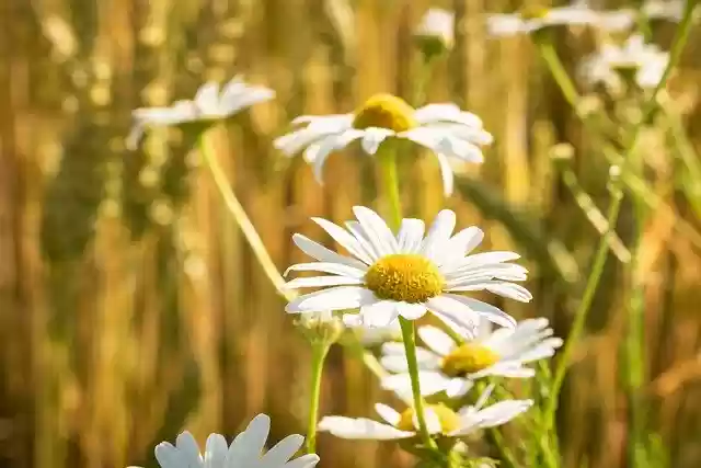 Free download background bee bloom blooming free picture to be edited with GIMP free online image editor