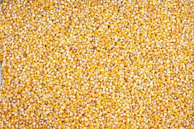Free download Background Corn Seeds -  free free photo or picture to be edited with GIMP online image editor