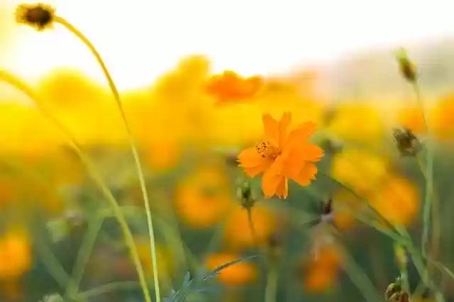 Free download Background Flowers Nature -  free photo or picture to be edited with GIMP online image editor