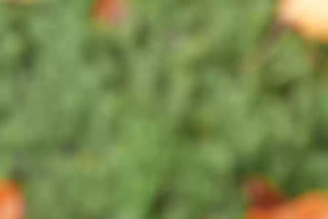 Free download Background Out Of Focus Abstract -  free photo or picture to be edited with GIMP online image editor