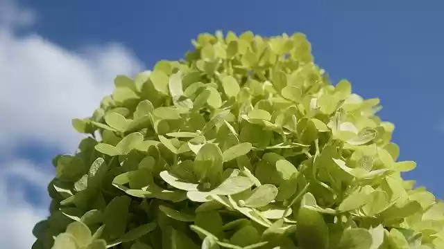Free download Background Pattern Hydrangea -  free photo or picture to be edited with GIMP online image editor