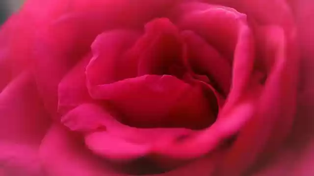 Free download background rose petals beauty pink free picture to be edited with GIMP free online image editor