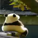 Back to back panda wallpaper  screen for extension Chrome web store in OffiDocs Chromium