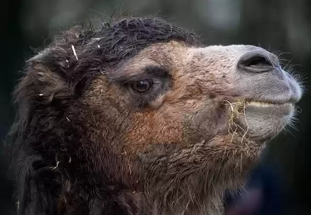 Free download bactrian camel camel mongolian camel free picture to be edited with GIMP free online image editor