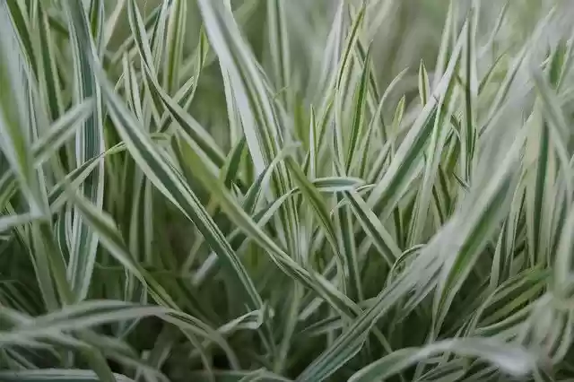 Free download Balcony Flower Beauty -  free photo or picture to be edited with GIMP online image editor