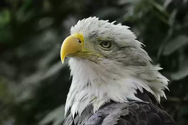 Free download bald eagle eagle bird raptor avian free picture to be edited with GIMP free online image editor