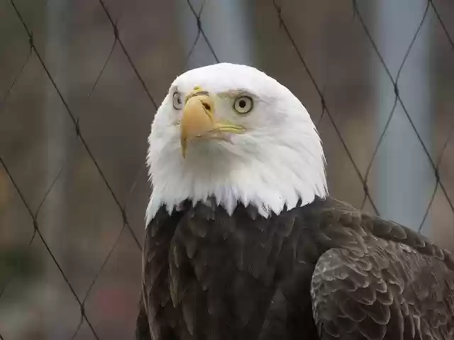 Free download Bald Eagle Serious Bird -  free photo or picture to be edited with GIMP online image editor