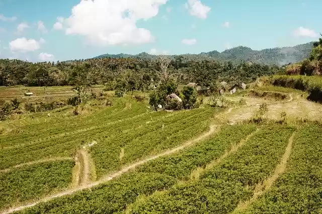 Free download Bali Agriculture Landscape -  free free photo or picture to be edited with GIMP online image editor