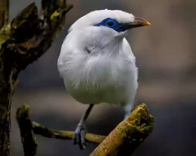 Free download bali myna bali starling myna free picture to be edited with GIMP free online image editor