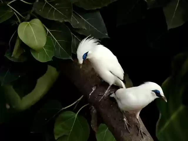 Free download bali myna myna bird stocky myna free picture to be edited with GIMP free online image editor