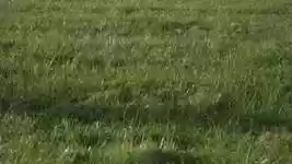 Free download Ball Kick -  free video to be edited with OpenShot online video editor