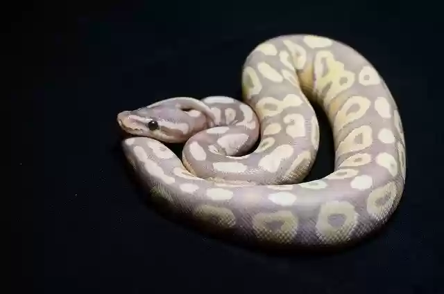 Free download Ball Python Snake Reptile Orange -  free photo or picture to be edited with GIMP online image editor