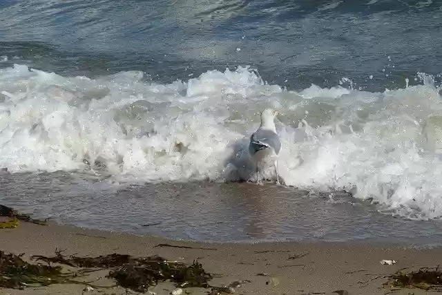 Free download Baltic Sea Gull Bird -  free photo or picture to be edited with GIMP online image editor