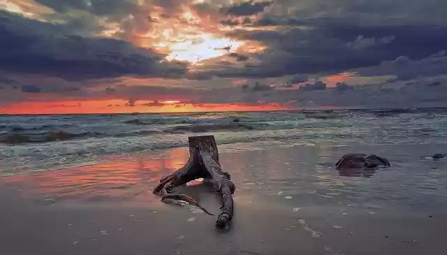 Free download Baltic Sea Sunset Tree -  free photo or picture to be edited with GIMP online image editor