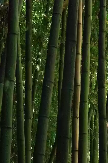 Free download Bamboo Forest Green -  free photo or picture to be edited with GIMP online image editor
