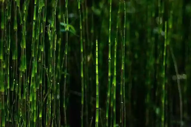 Free download bamboo forest green park outdoors free picture to be edited with GIMP free online image editor