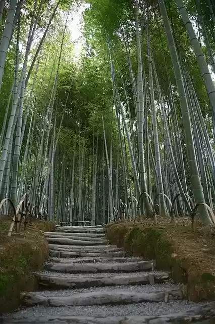 Free download Bamboo Garden Japan -  free photo or picture to be edited with GIMP online image editor