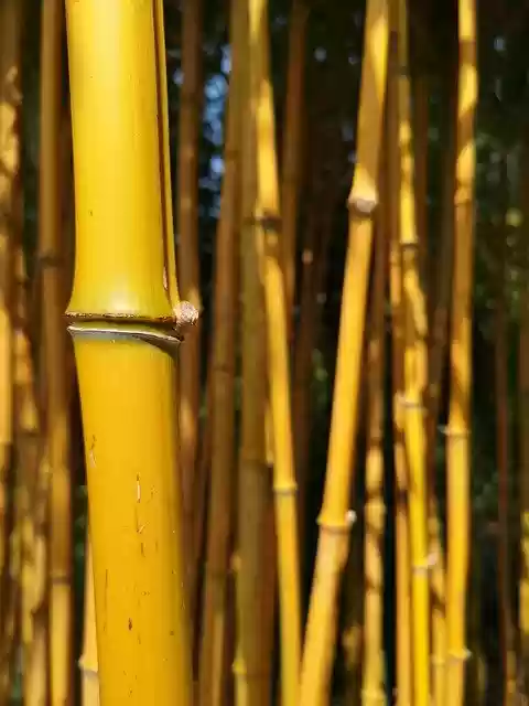 Free download Bamboo Yellow Garden -  free photo or picture to be edited with GIMP online image editor