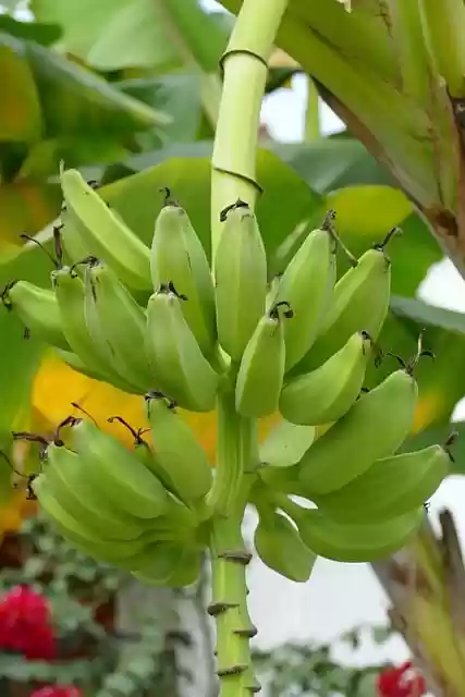 Free download banana banana tree fruit food free picture to be edited with GIMP free online image editor