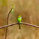 Banana Hat Green Bird  screen for extension Chrome web store in OffiDocs Chromium