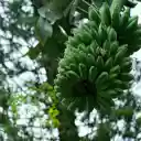 Banana leaves of childhood  screen for extension Chrome web store in OffiDocs Chromium
