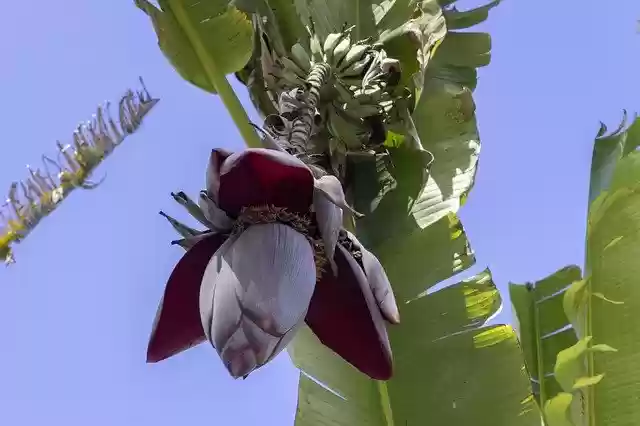 Free download Banana Tree Flower Bananas -  free photo or picture to be edited with GIMP online image editor