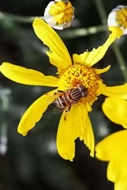 Free download band eyed drone fly insect flower free picture to be edited with GIMP free online image editor