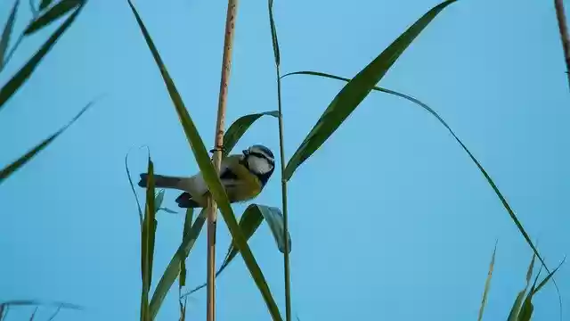 Free download Bank Blue Tit Nature -  free free photo or picture to be edited with GIMP online image editor