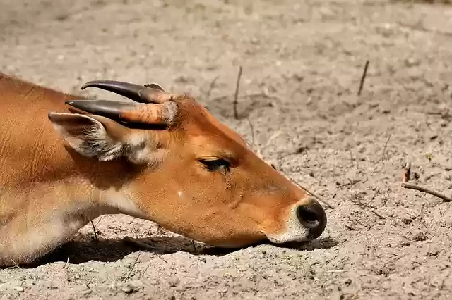Free download banteng beef bos javanicus sleep free picture to be edited with GIMP free online image editor