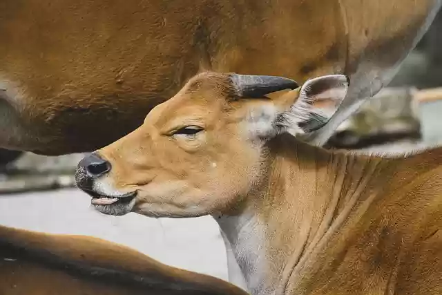 Free download banteng cattle animal bos javanicus free picture to be edited with GIMP free online image editor