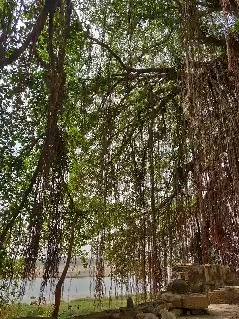 Free download Banyan Tree Aerial Roots -  free photo or picture to be edited with GIMP online image editor