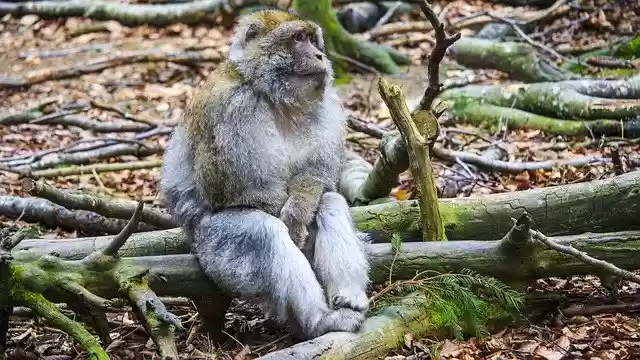 Free download Barbary Ape Monkey Mountain Salem -  free free photo or picture to be edited with GIMP online image editor