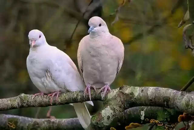 Free download barbary doves ringed turtle doves free picture to be edited with GIMP free online image editor