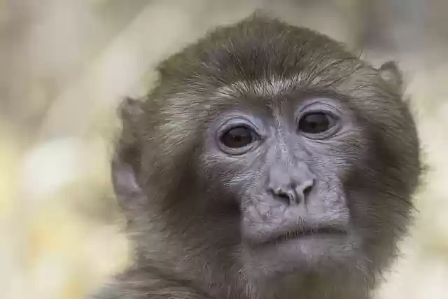 Free download barbary macaque macaque ape animal free picture to be edited with GIMP free online image editor