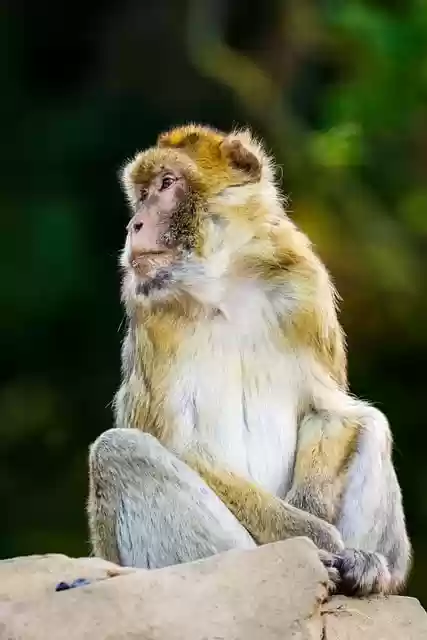 Free download barbary macaque monkey primate free picture to be edited with GIMP free online image editor