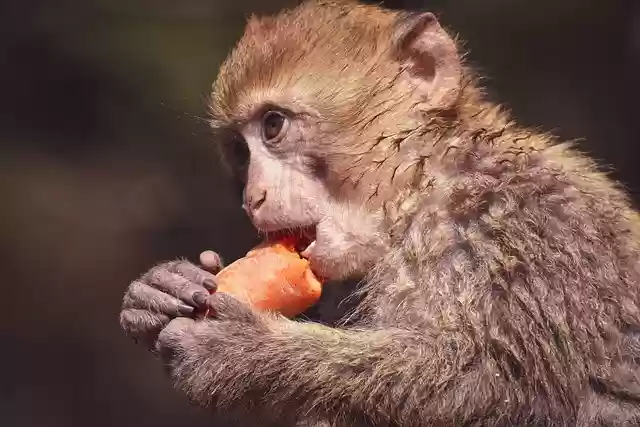 Free download barbary monkey ape primate young free picture to be edited with GIMP free online image editor