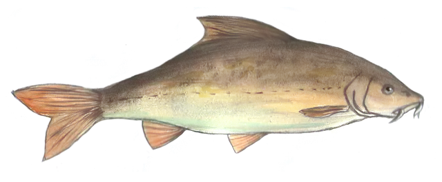 Free download Barbel Fish -  free illustration to be edited with GIMP free online image editor