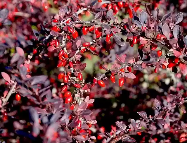 Free download Barberry Autumn Nature -  free photo or picture to be edited with GIMP online image editor