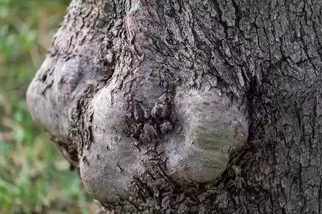 Free download Bark Olive Tree -  free photo or picture to be edited with GIMP online image editor