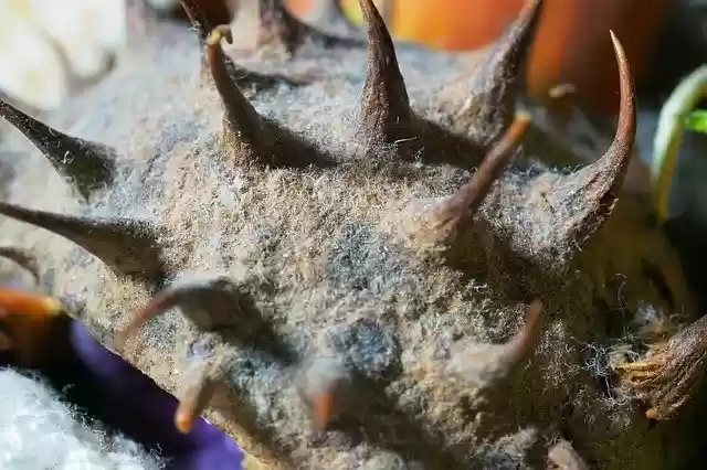 Free download Bark Seed -  free photo or picture to be edited with GIMP online image editor