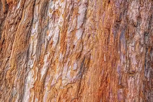 Free download Bark Tree Sequoia -  free photo or picture to be edited with GIMP online image editor