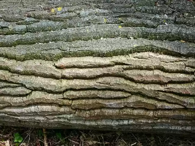 Free download Bark Tree Wrinkled -  free photo or picture to be edited with GIMP online image editor