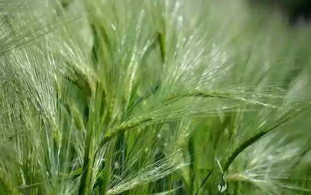 Free download barley barley field wheat field free picture to be edited with GIMP free online image editor