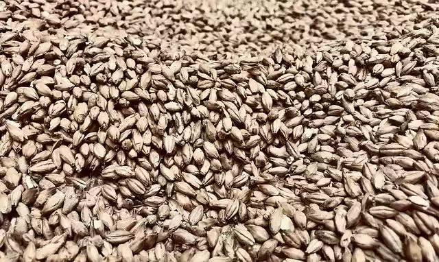 Free download Barley Cereals Grain -  free photo or picture to be edited with GIMP online image editor