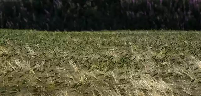 Barley field  screen for extension Chrome web store in OffiDocs Chromium